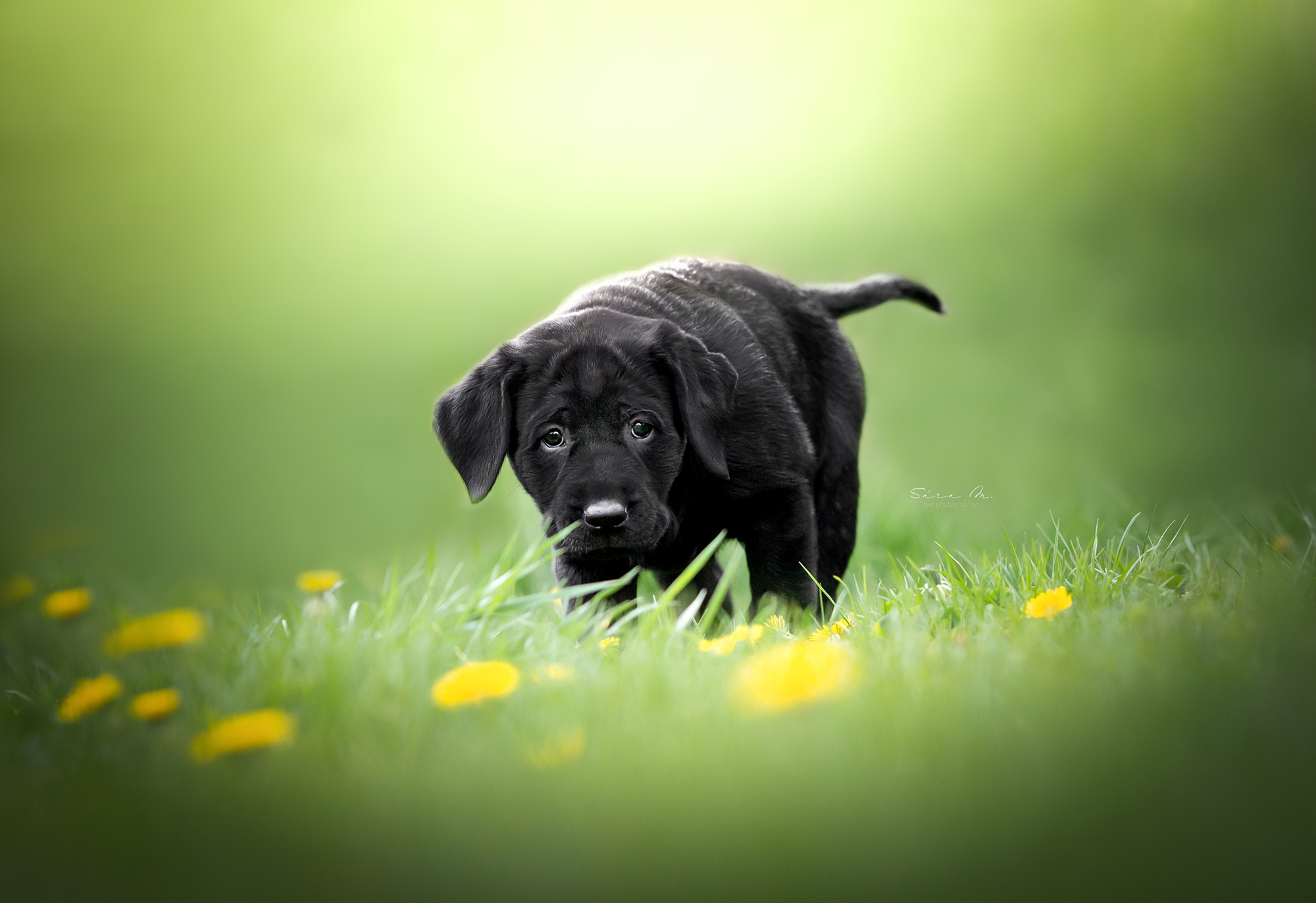 Černé štěně labradora stojí na trávě a v popředí jsou žluté květy