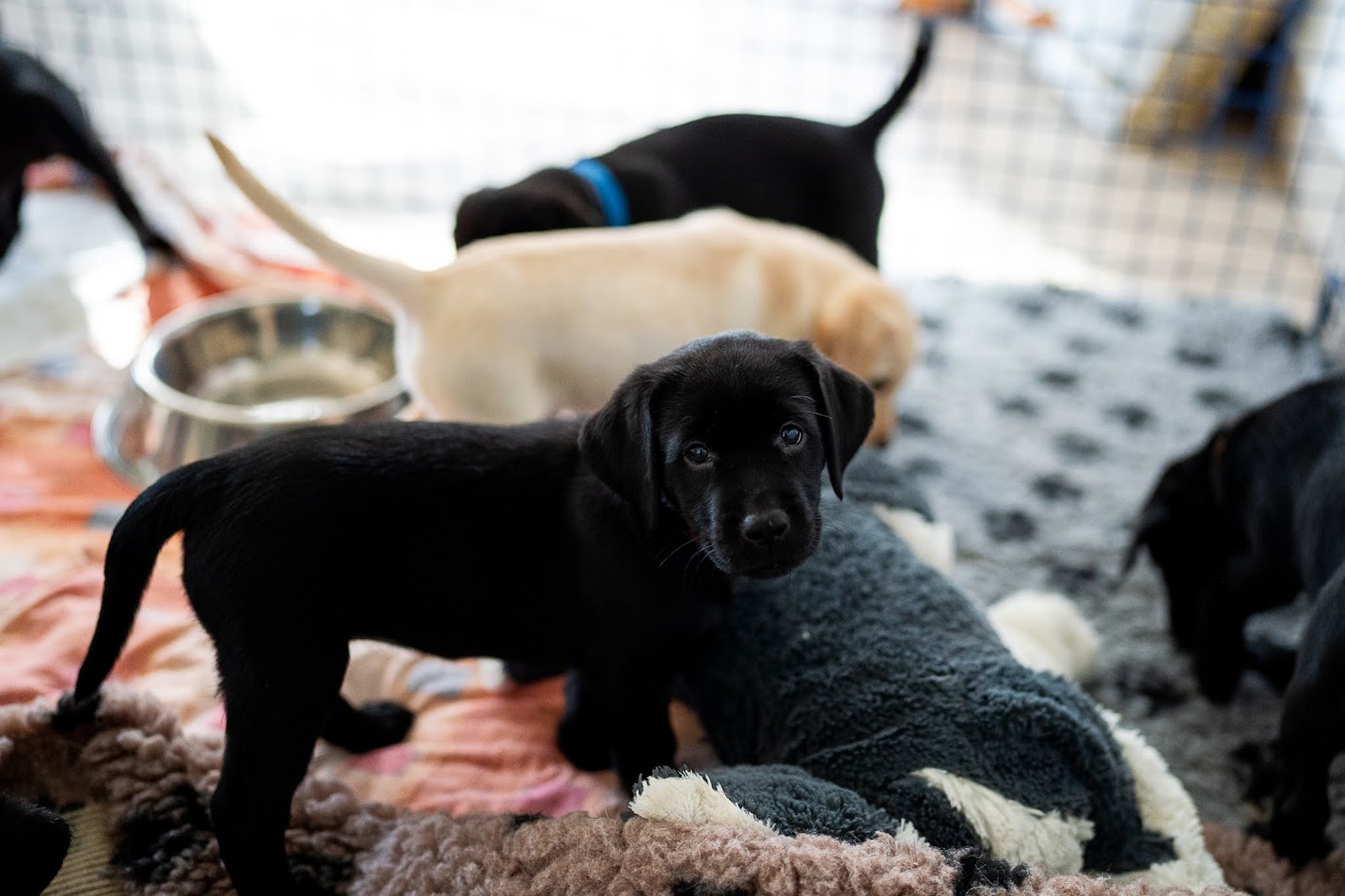 Černé štěně labradora kouká do foťáku a v pozadí je několik jeho sourozenců