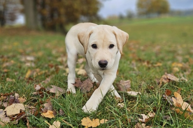 Žluté štěně labradora pózuje na fotografii v ladném kroku