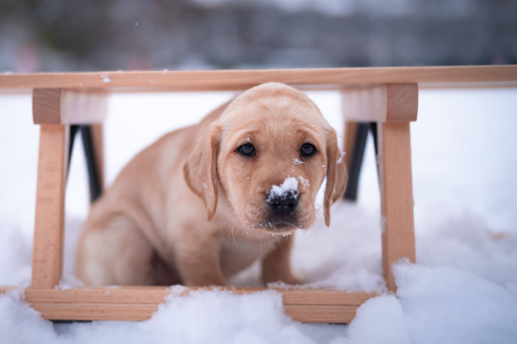 Žluté štěně labradora sedí před sáňkami a na čumáčku má sníh