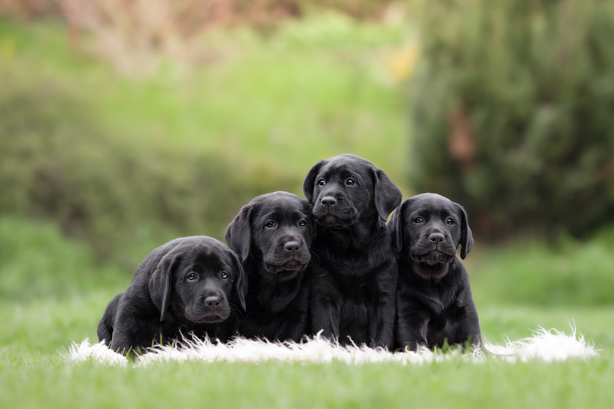 Čtyři černá štěňátka labradora se v sedě na trávě mačkají na sebe