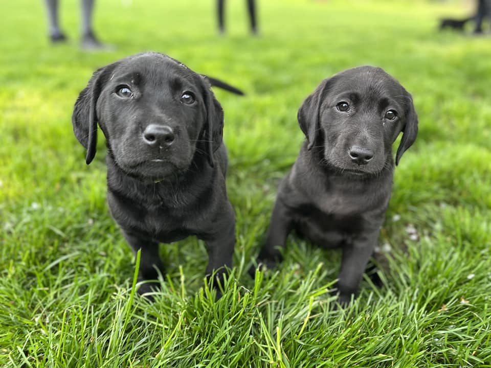 Dvě černá štěňata labradora sedí na trávě