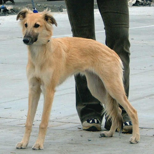 Angelo Kelly Beami Šahrak