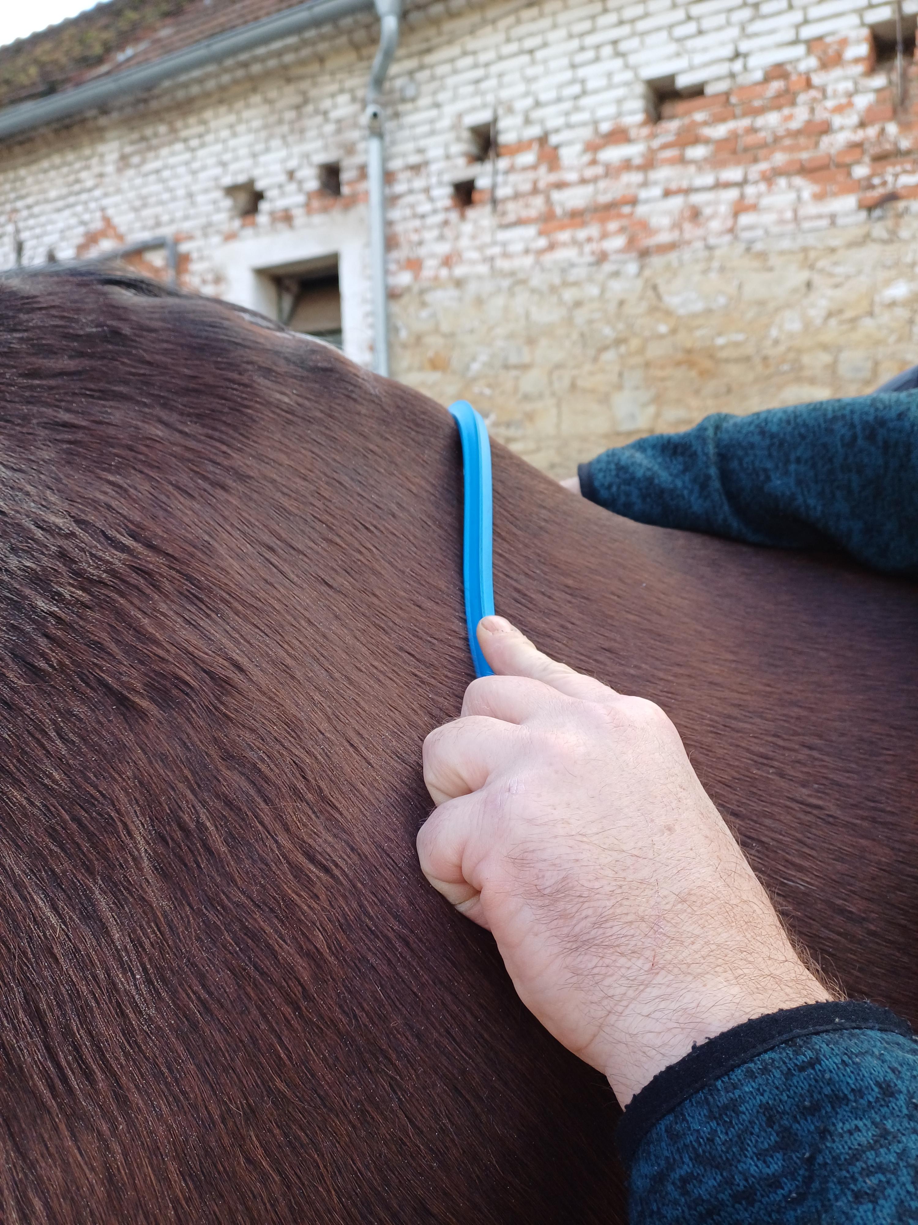 měření koně pro výrobu sedla na míru