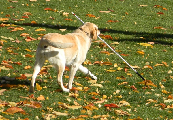 Na trávě se spadaným žlutým listím si vykračuje žlutý labrador, který drží v tlamičce bílou hůl